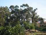 Site (2)